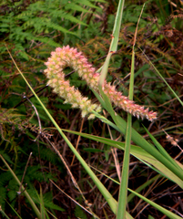 Cenchrus caliculatus