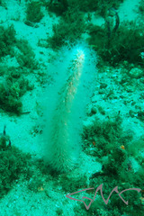 Veretillidae