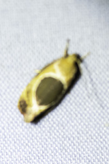Hoplomorpha abalienella