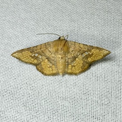 Canaea hyalospila