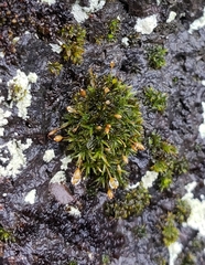 Ptychomitrium australe