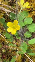Ranunculus multiscapus