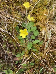 Ranunculus multiscapus
