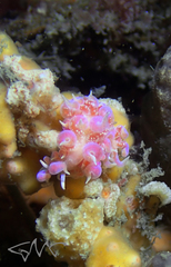 Phyllodesmium poindimiei