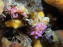 Phyllodesmium poindimiei