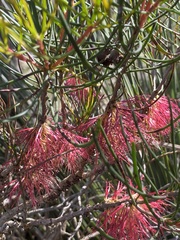 Melaleuca gracilis