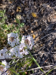 Glandularia berteroi