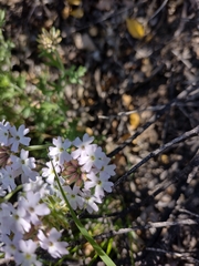 Glandularia berteroi