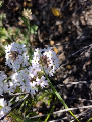 Glandularia berteroi