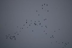 Branta hutchinsii leucopareia