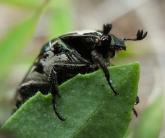 Protaetia aurichalcea