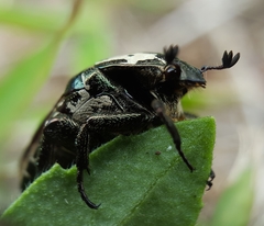 Protaetia aurichalcea
