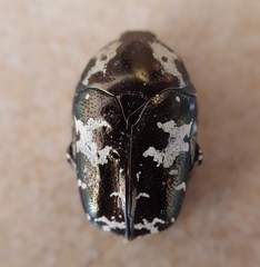 Protaetia aurichalcea