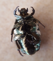 Protaetia aurichalcea