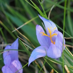Crocus nudiflorus