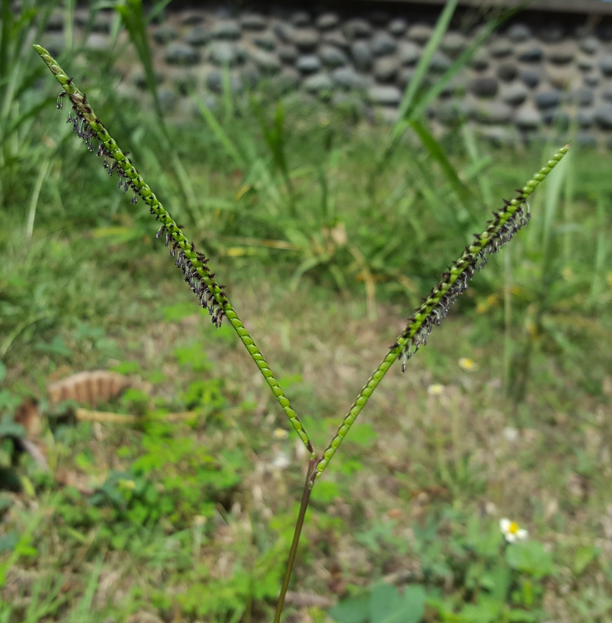 (c) François Rousseu, certains droits réservés (CC BY-NC) https://www.inaturalist.org/observations/99764523