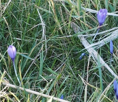 Crocus nudiflorus