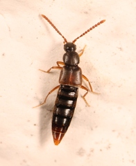 Callicerus rigidicornis