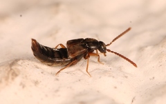 Callicerus rigidicornis