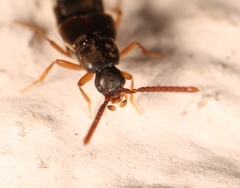 Callicerus rigidicornis