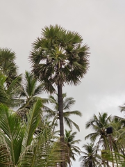 Borassus flabellifer