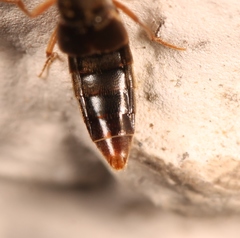 Callicerus rigidicornis