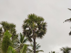 Borassus flabellifer