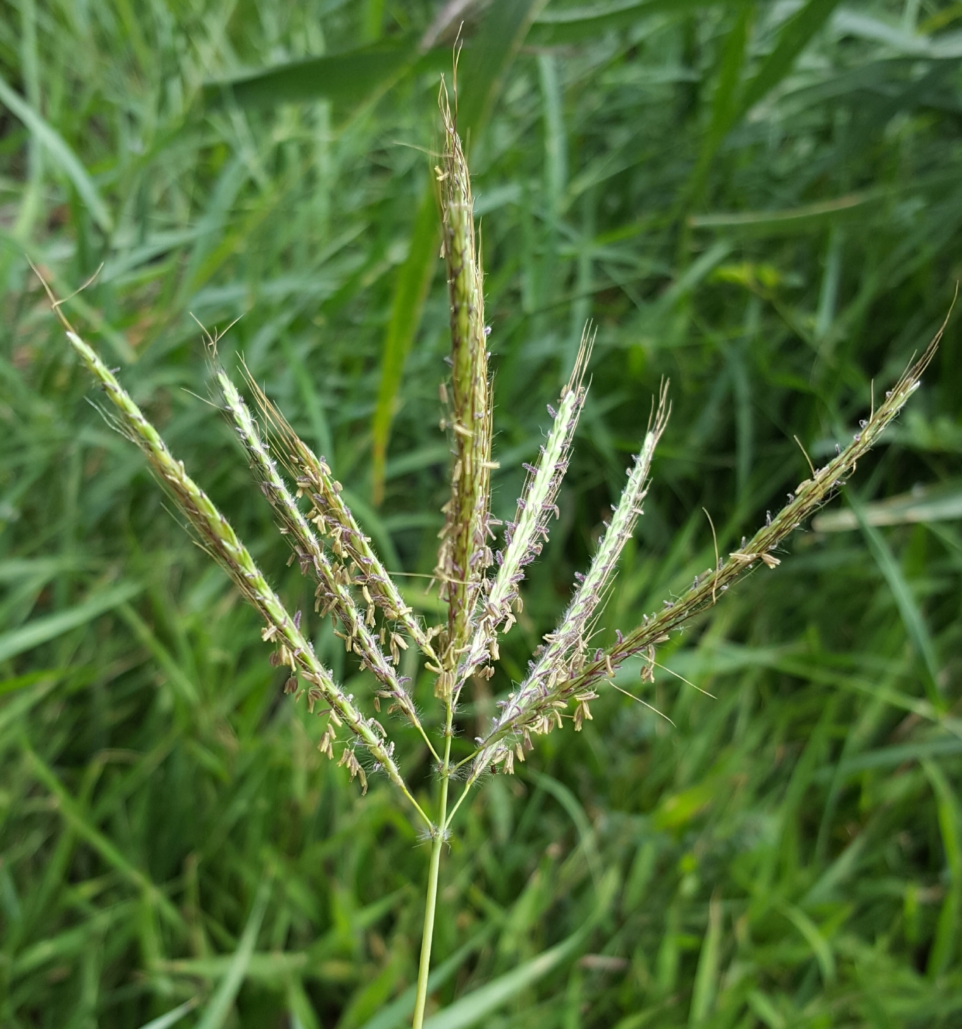 (c) François Rousseu, certains droits réservés (CC BY-NC) https://www.inaturalist.org/observations/99764565