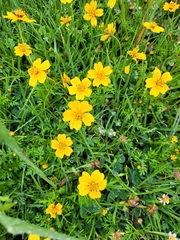 Bidens anthemoides