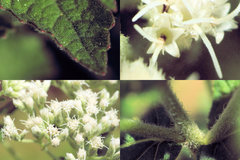 Eupatorium pilosum