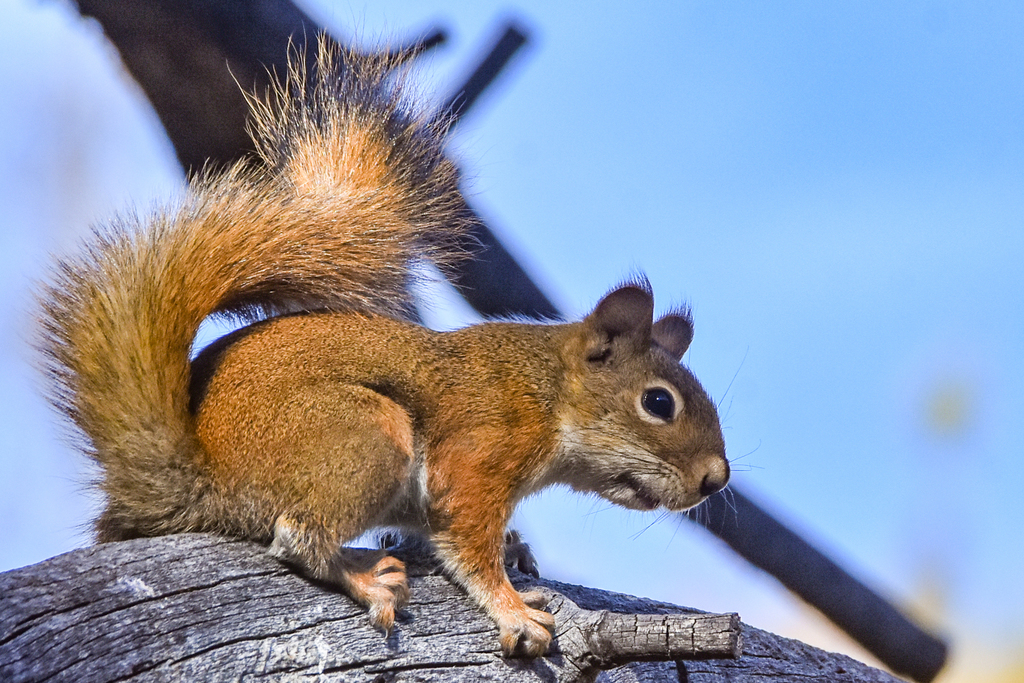 Red Squirrel
