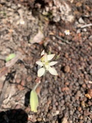 Caladenia marginata