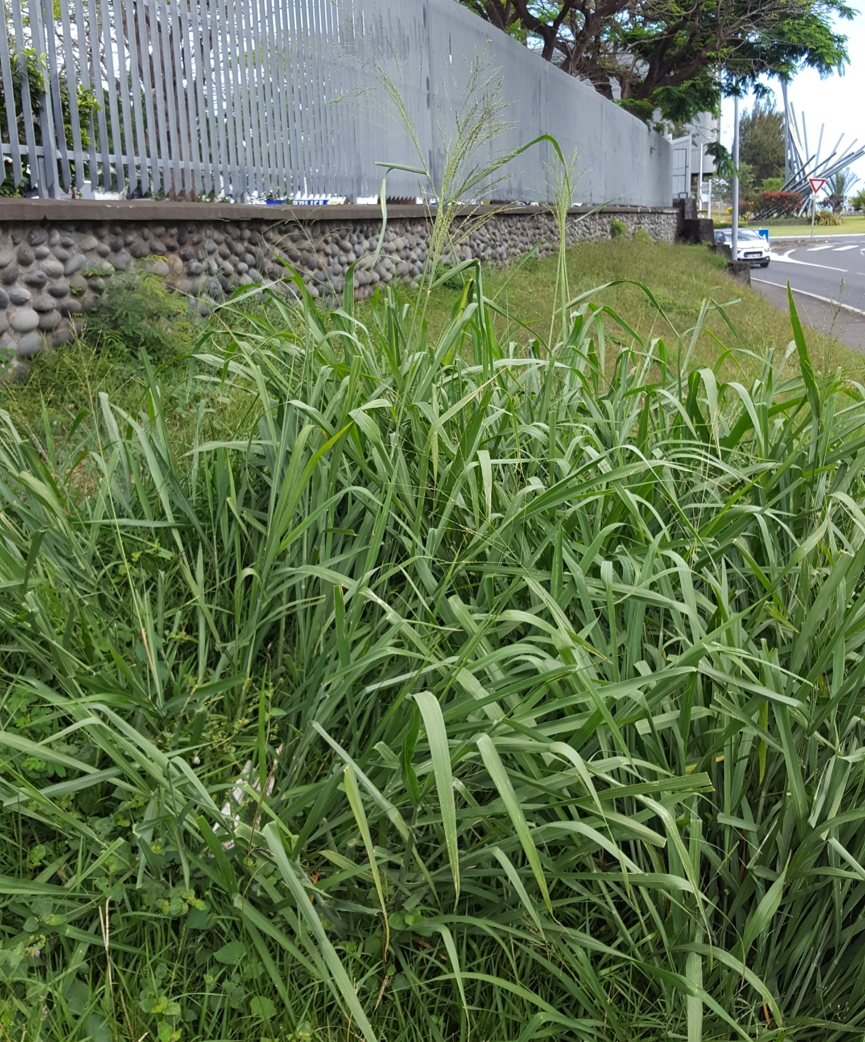 (c) François Rousseu, certains droits réservés (CC BY-NC) https://www.inaturalist.org/observations/99764596