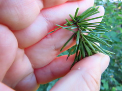 Contarinia pseudotsugae