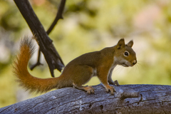 Tamiasciurus hudsonicus dakotensis