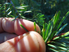 Contarinia pseudotsugae