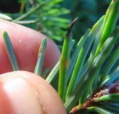 Contarinia pseudotsugae