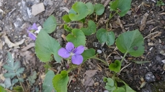 Viola sororia
