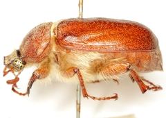 Thyce squamicollis