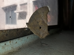 Melanitis leda
