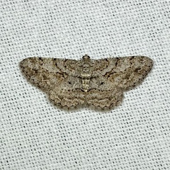 Psilalcis isombra