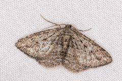 Zermizinga sinuata