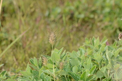 Jansenella griffithiana