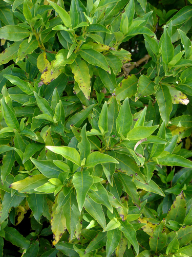 Coprosma acutifolia, photograph 6