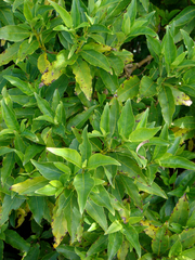 Coprosma acutifolia