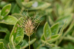 Jansenella griffithiana