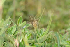 Jansenella griffithiana