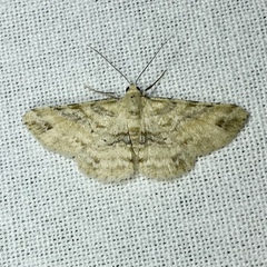 Scioglyptis lithenopa