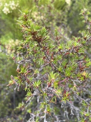 Cliffortia atrata