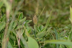 Jansenella griffithiana